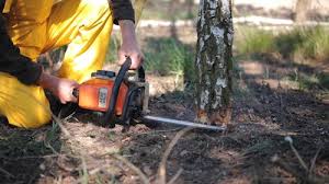 Best Tree Planting Services  in Aviston, IL